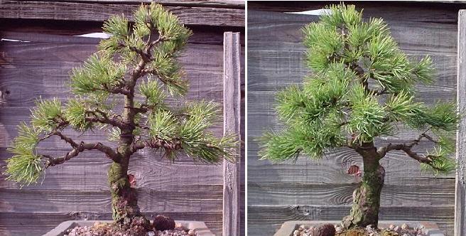 Japanese White Pine