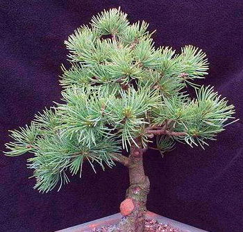 Proposed new planting angle