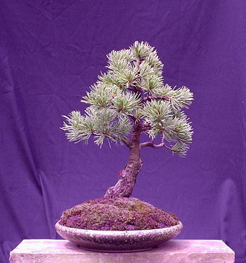 japanese white pine
