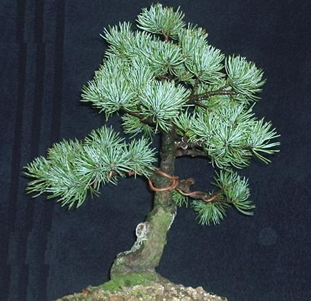 Japanese White Pine wiring