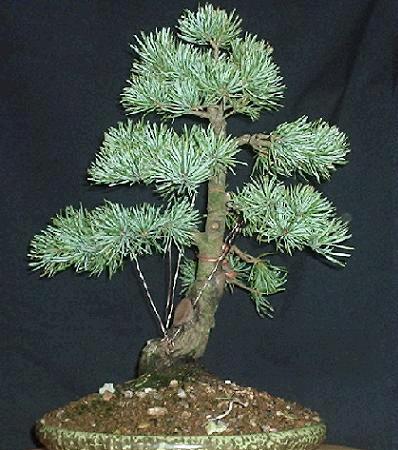 guy wires attached to screw eyes