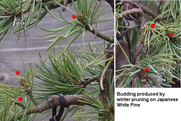 White Pine backbudding