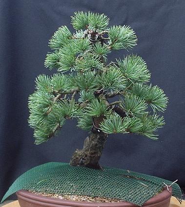 Japanese White Pine