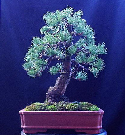 Japanese White Pine