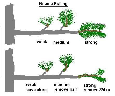 Needle Pulling Japanese White Pine