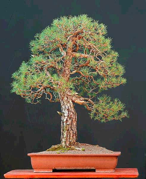 Scots Pine by Walter Pall