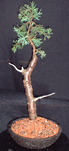 Juniper bonsai