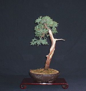 Juniper bonsai