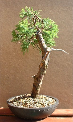 Juniper bonsai