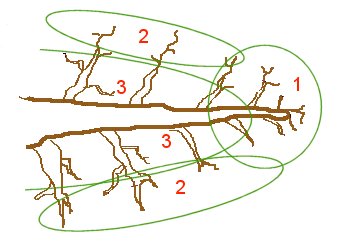 Vigour areas of a Pine branch