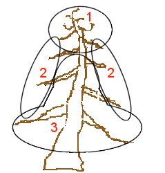 Vigour areas of a Pine tree