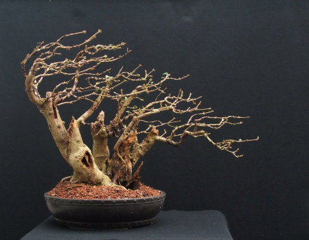 privet bonsai