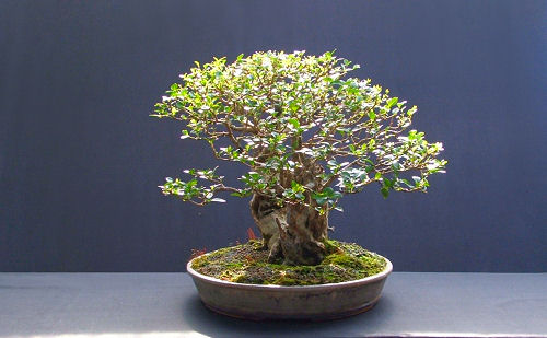 privet bonsai