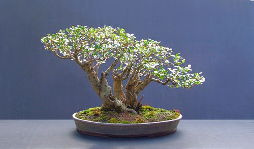 privet bonsai