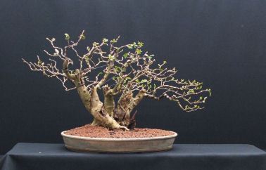 privet bonsai