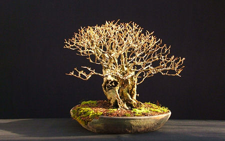 privet bonsai