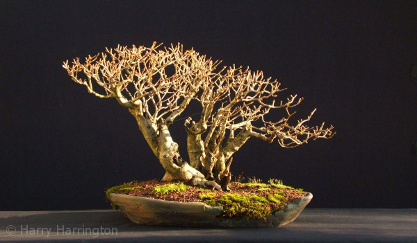 privet bonsai