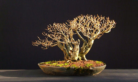 privet bonsai