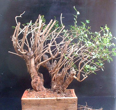 privet bonsai