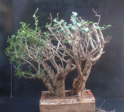 privet bonsai