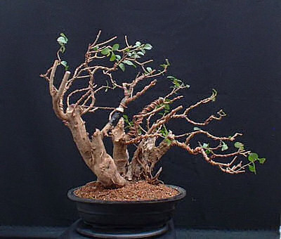 privet bonsai