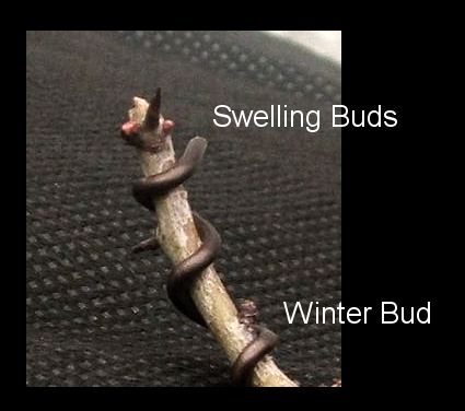 When to Repot your Bonsai