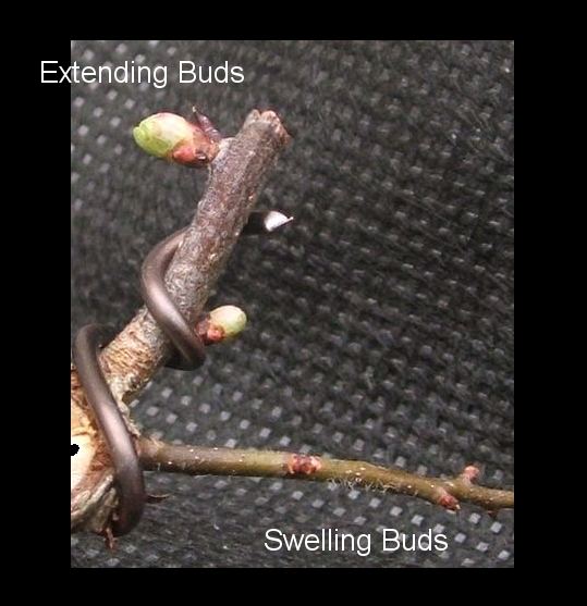 When to Repot your Bonsai