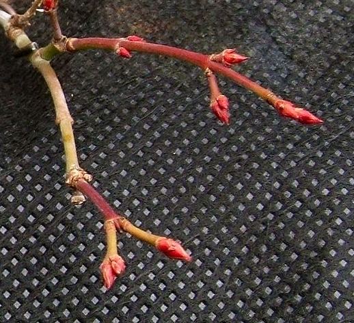 When to Repot your Bonsai