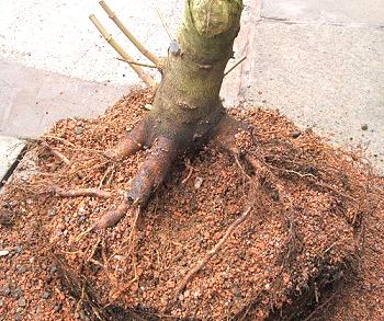 Acer campestre/Field Maple