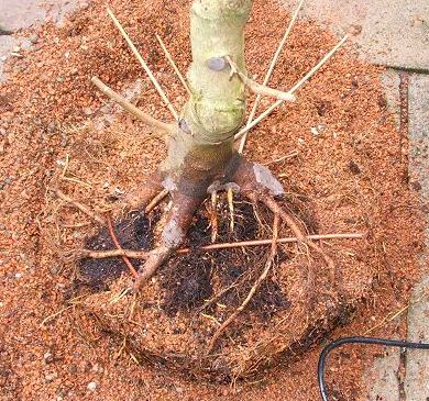 Acer campestre/Field Maple