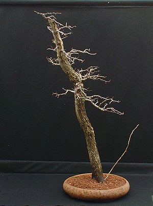 Thread Grafting New Roots onto Bonsai