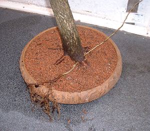 Thread Grafting New Roots onto Bonsai