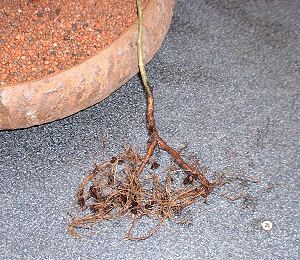Thread Grafting New Roots onto Bonsai