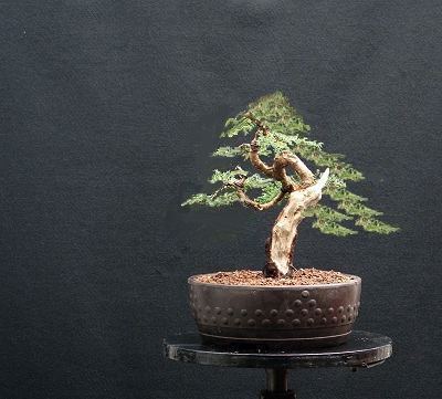Bonsai and Visual Movement