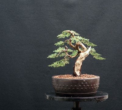 Bonsai and Visual Movement