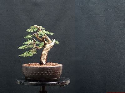 Bonsai and Visual Movement