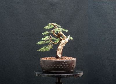 Bonsai and Visual Movement