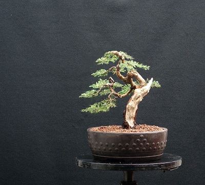 Bonsai and Visual Movement