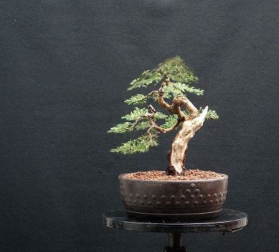 Bonsai and Visual Movement