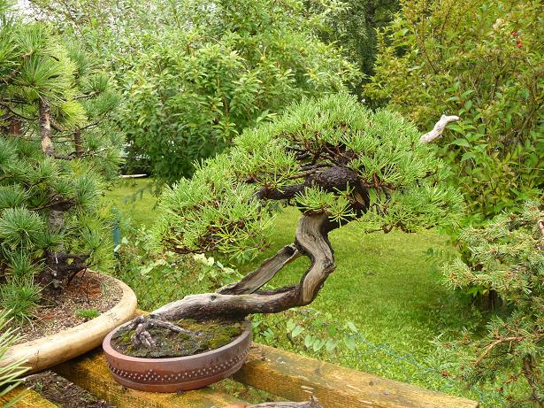 walter pall  bonsai