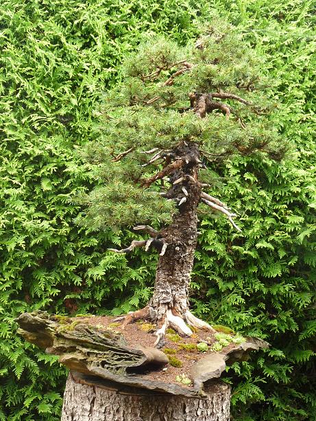 walter pall  bonsai