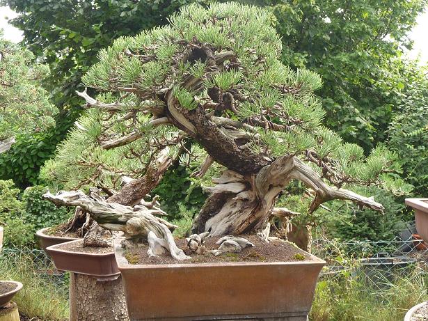 walter pall  bonsai