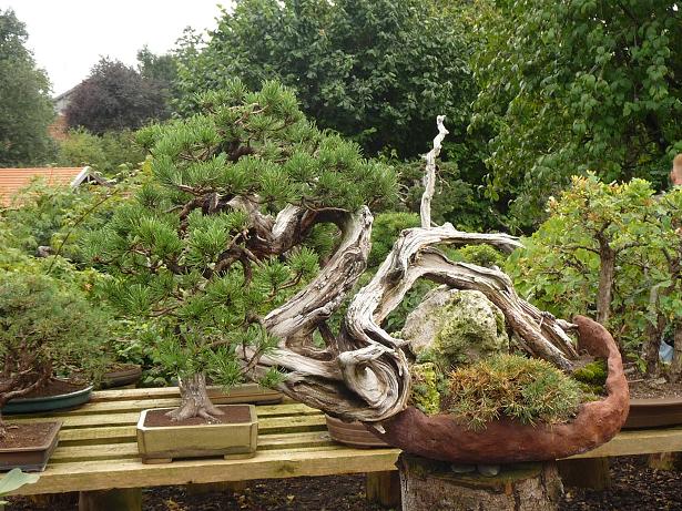 walter pall  bonsai