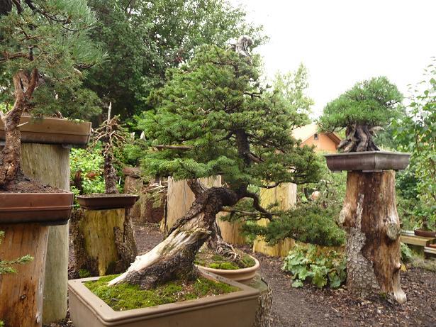 walter pall  bonsai
