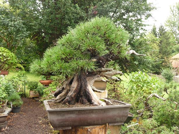 walter pall  bonsai
