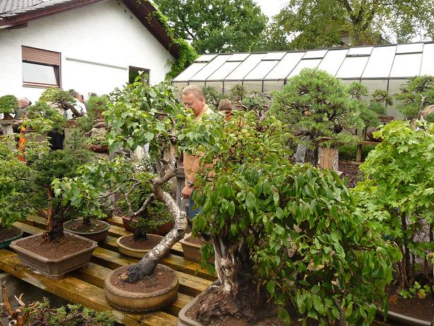 walter pall  bonsai