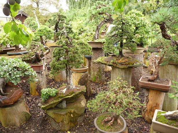 walter pall  bonsai