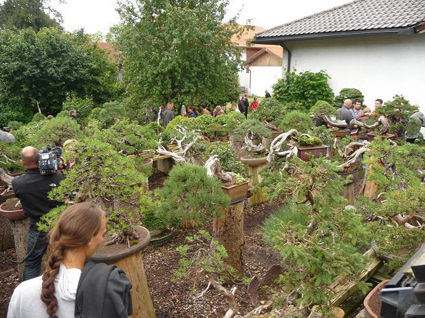walter pall  bonsai