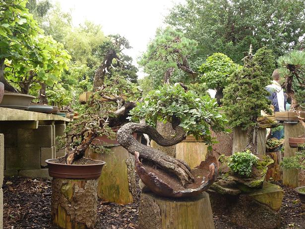 walter pall  bonsai