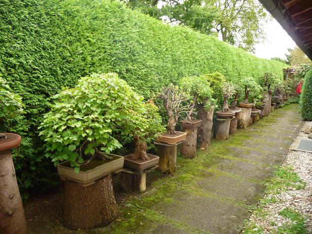 walter pall  bonsai